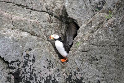 Horned Puffin - Gehoornde Papegaaiduiker