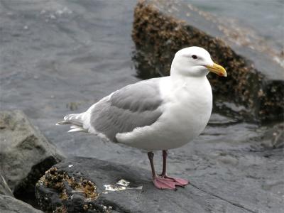 Glaucous-winged Gull - Beringmeeuw