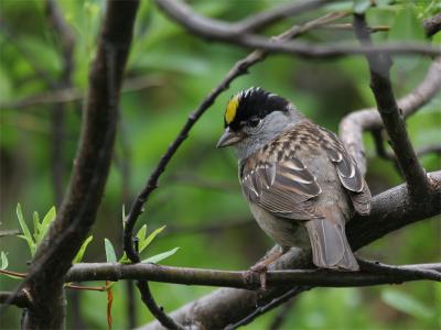 Golden-crowned Sparrow - Goudkruingors