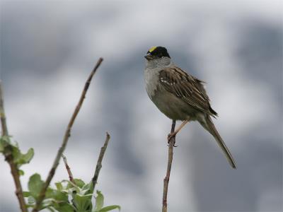 Golden-crowned Sparrow - Goudkruingors