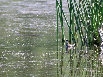 Red-necked Phalarope