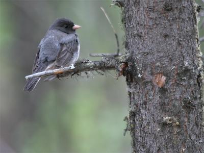 Dark-Eyed Junco - Grijze Junco