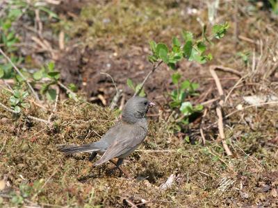 Dark-Eyed Junco - Grijze Junco