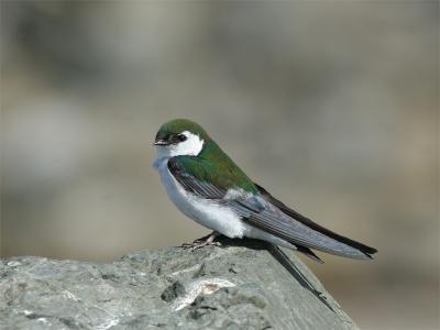 Violetgreen swallow