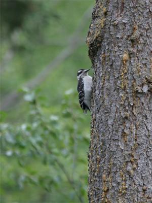 Hairy Woodpecker - Haarspecht