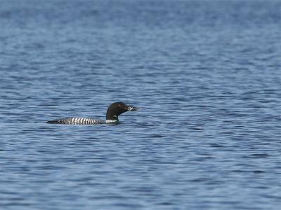 Great Northern Diver - IJsduiker