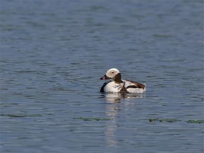 Long-tailed Duck - IJseend