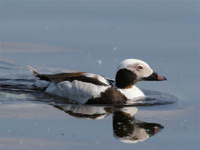 Long-tailed Duck - IJseend