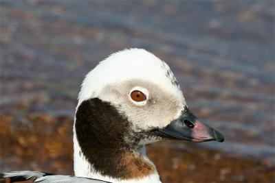 Long-tailed Duck - IJseend