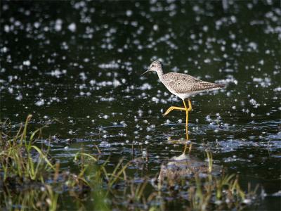 Lesser Yellow Legs - Kleine Geelpootruiter