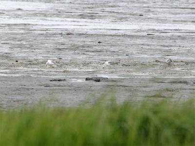 Bonaparte's Gull - Kleine Kokmeeuw