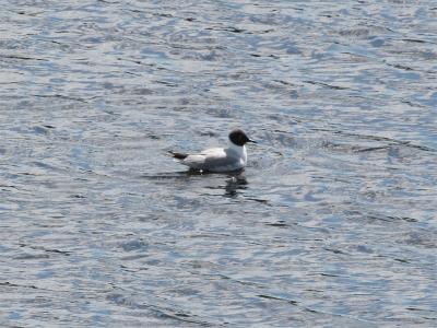 Bonaparte's Gull - kleine Kokmeeuw