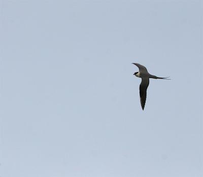 Long-tailed Skua - Kleinste Jager