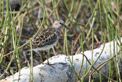 Least sandpiper - Kleinste Strandloper