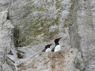 Thick-billed Murre - Kortbekzeekoet