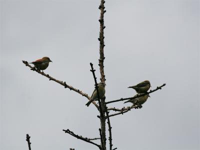 Red Crossbill - Kruisbek