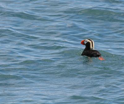 Tufted Puffin - Kuifpapegaaiduiker