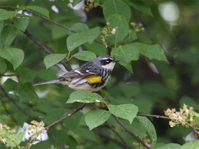 Yellow-rumped Warbler - Mirtezanger