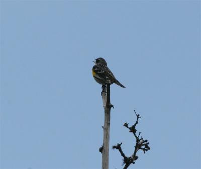 Yellow-rumped Warbler - Mirtezanger