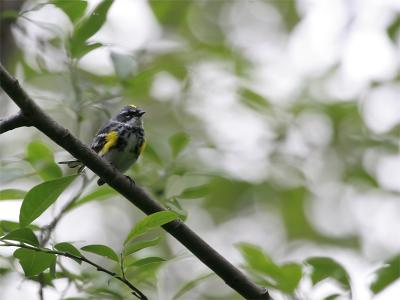 Yellow-rumped Warbler - Mirtezanger