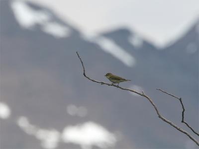 Artic Warbler - Noordse Boszanger