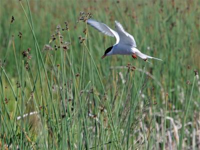 Artic Tern - Noordse Stern