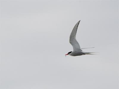 Artic Tern - Noordse Stern