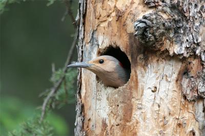 Northern Flicker - Goudspecht