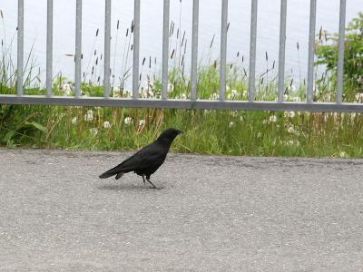 Northwestern Crow - Baird-kraai