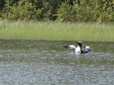 Pacific Loon - Pacifische Parelduiker