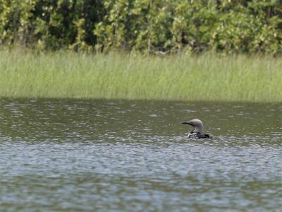 Pacific Loon - Pacifische Parelduiker