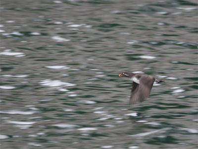 g3/05/650005/3/58563431.Parakeetauklet4.jpg