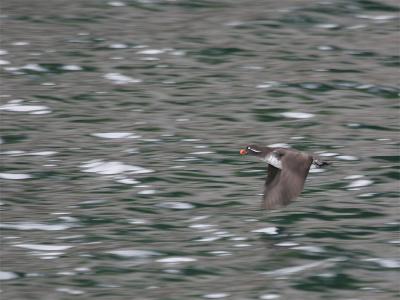 Parakeet Auklet - Papegaaialk