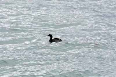 Pelagic Cormorant - Pelagische Aalscholver