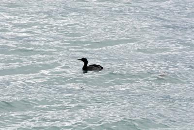 Pelagic Cormorant - Pelagische Aalscholver