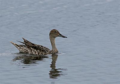 Northern Pintail - Pijlstaart