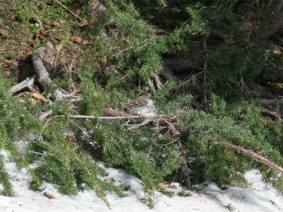 Pine Siskin - Dennesijs