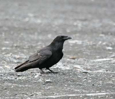 Raven - Raaf