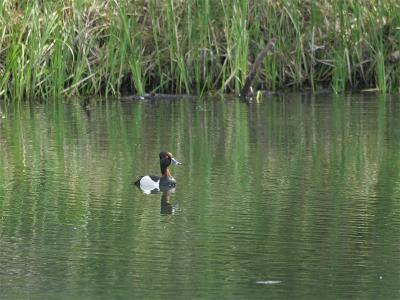 Ring-necked Duck - Ringsnaveleend