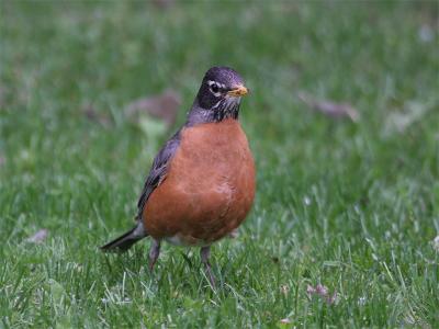 American Robin - Roodborstlijster