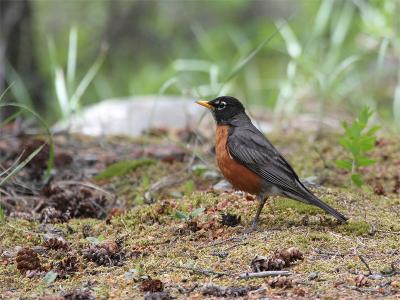 American Robin - Roodborstlijster