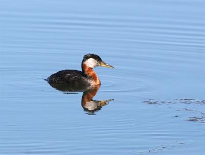 Red-necked Grebe - Roodhalsfuut