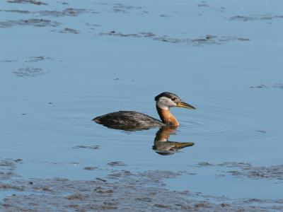 Red-necked Grebe - Roodhalsfuut