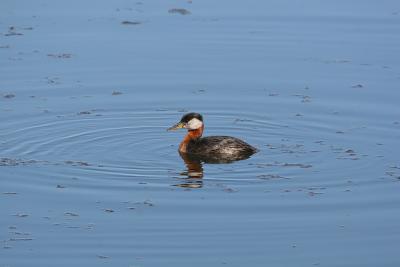 Red-necked Grebe - Roodhalsfuut