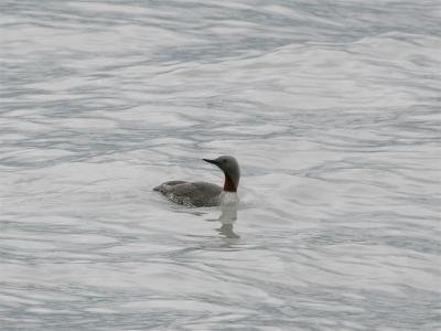 Red-throated Diver - Roodkeelduiker