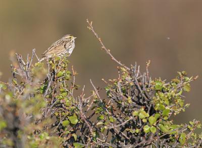 Savannah Sparrow - Savannegors