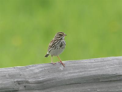 Savannah Sparrow - Savannegors