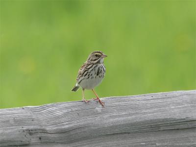 Savannah Sparrow - Savannegors