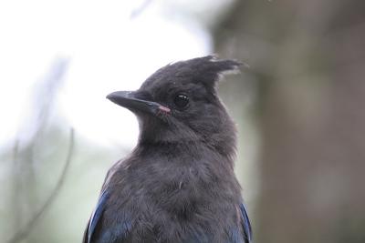 Steller's Jay - Stellers Gaai