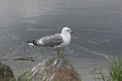 Shortbilled Gull - Amerikaanse Stormmeeuw